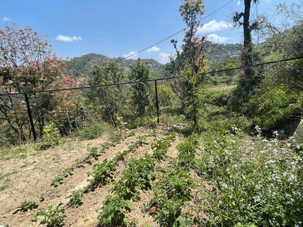 Idyllic Private Cottage W/King Bed + Mountain View Kasauli Exterior photo